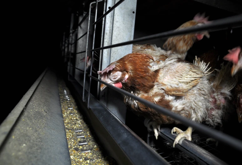 chickens are hanging out of the cage together