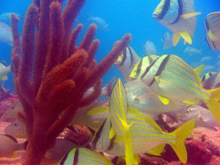 a view of a bunch of sea fish under water