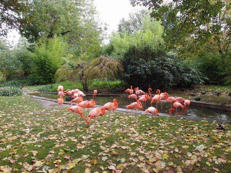 several pink flamingos are standing near the water