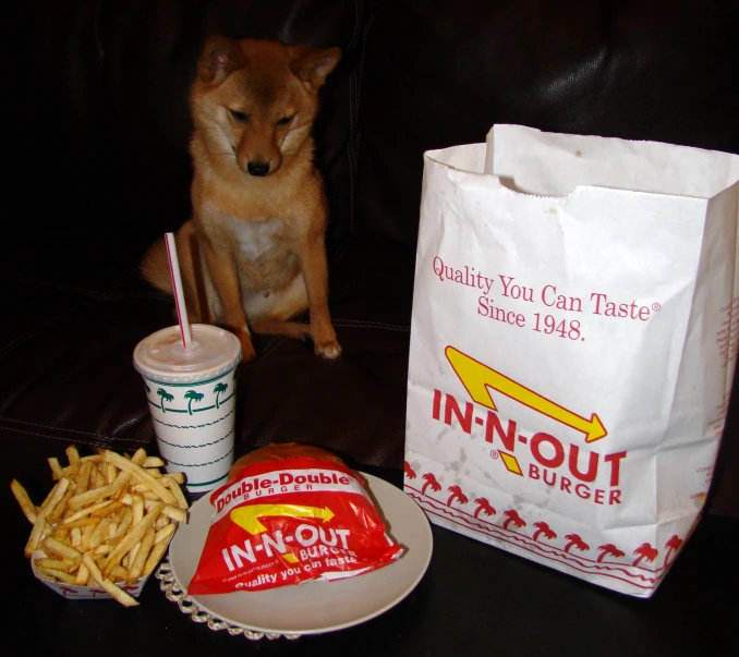 this dog looks on as its owner eats some fries