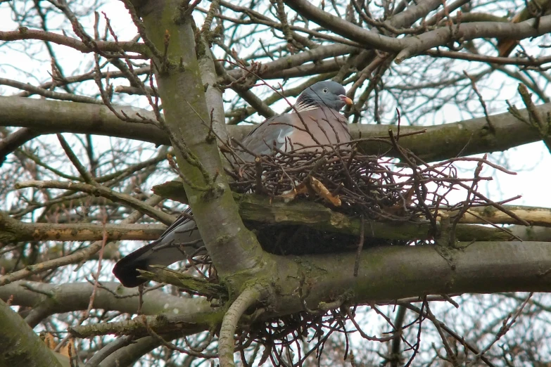 a bird is sitting in its nest on the nches