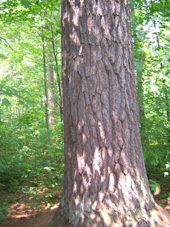 a large tree sitting next to a forest of trees