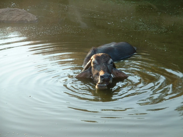 a hippopotamus is swimming in some dirty water