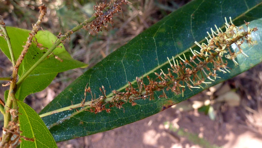 a green plant with bug holes is covered in bugs