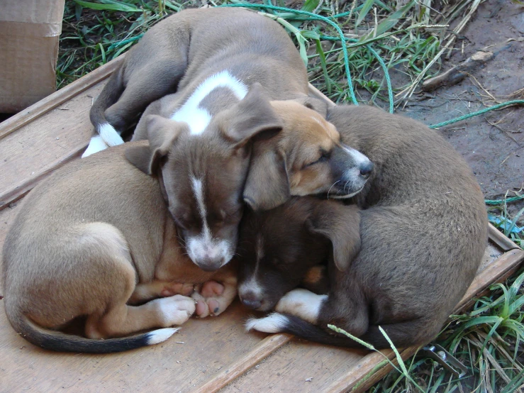 two puppies are curled up next to each other