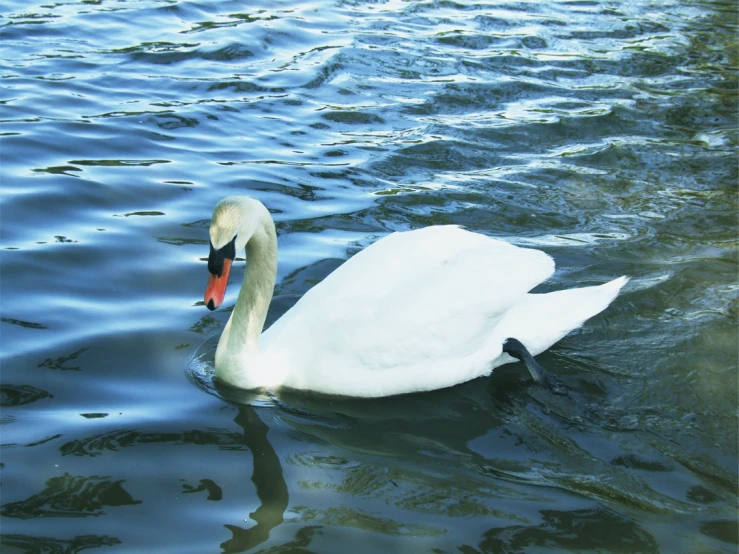 a swan swimming on top of the water near some algae