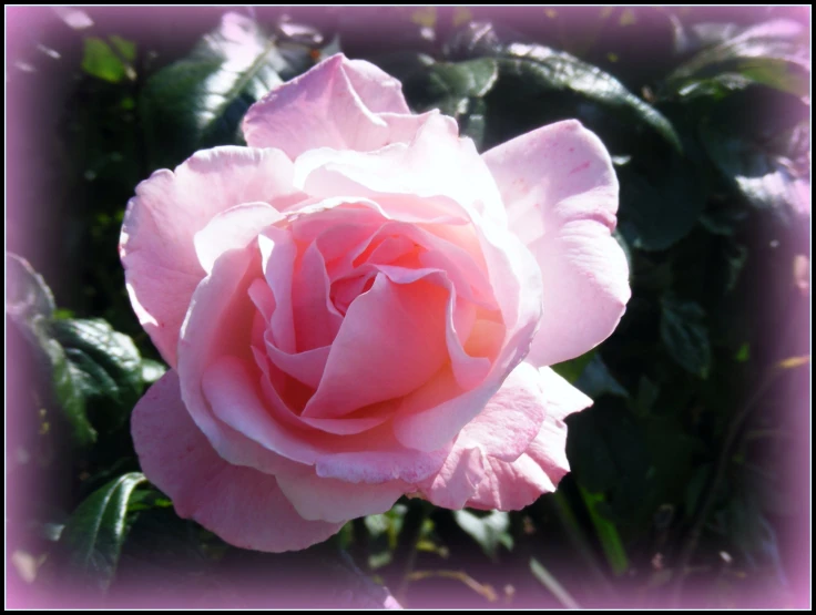 the large pink rose is blooming brightly