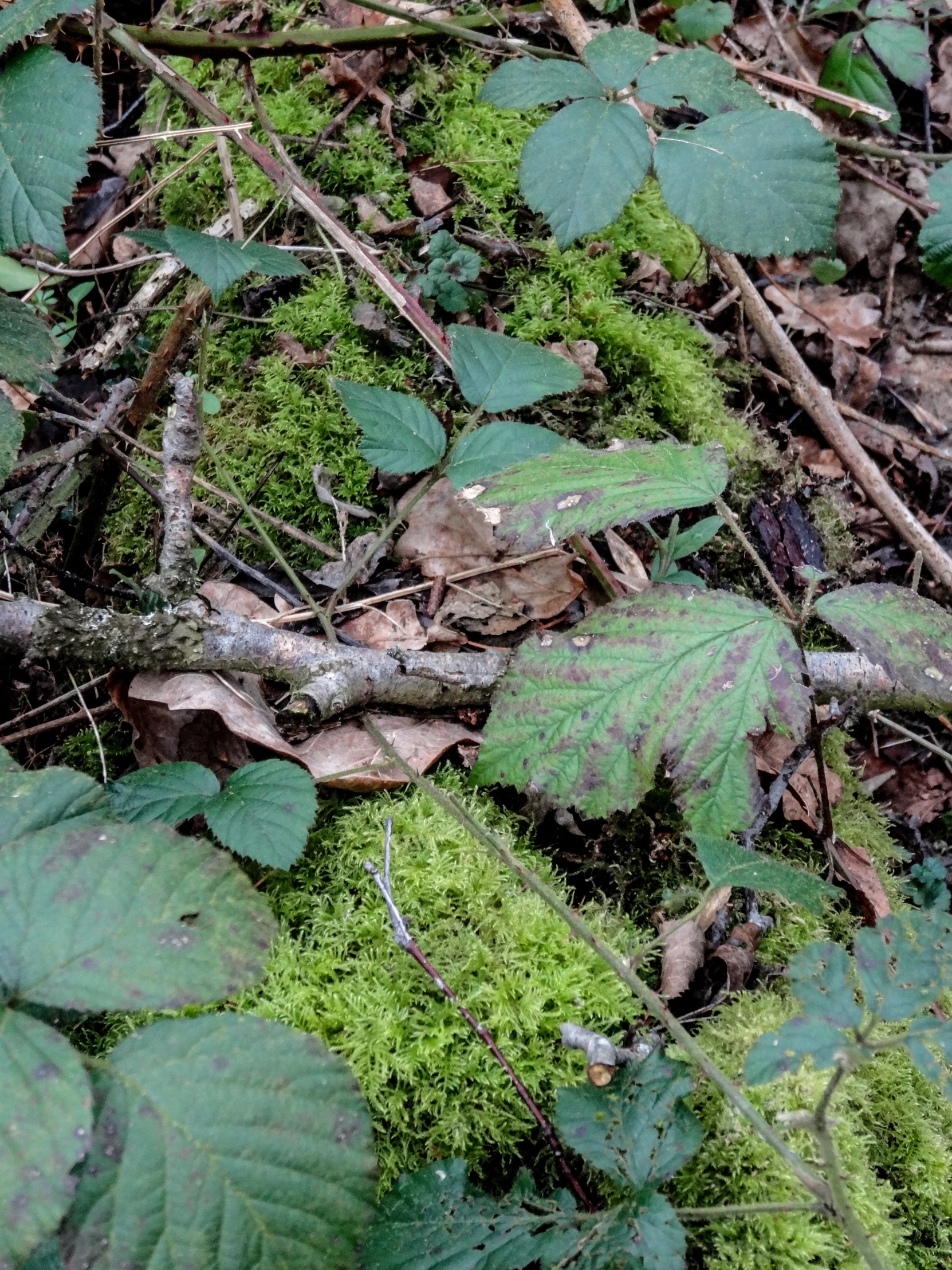 several pieces of plant life are lying on the ground