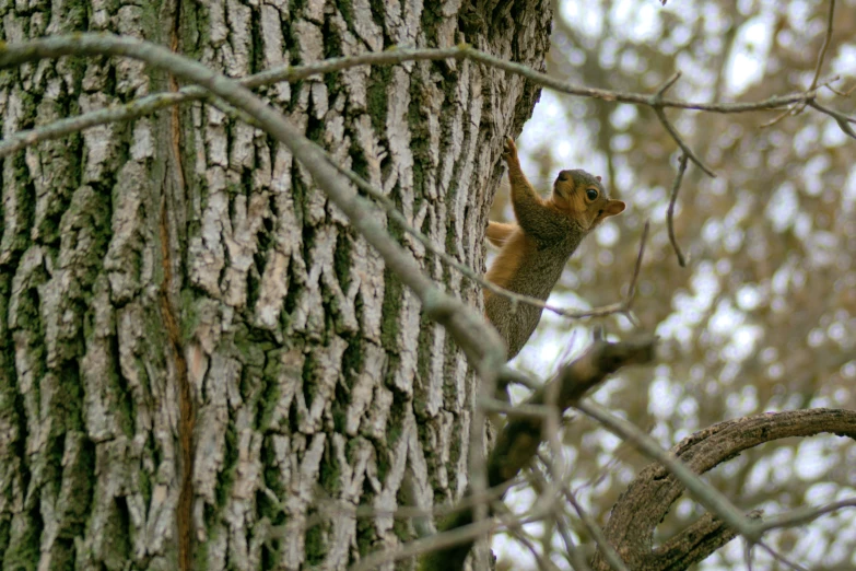 an image of a squirrel sitting on top of a tree