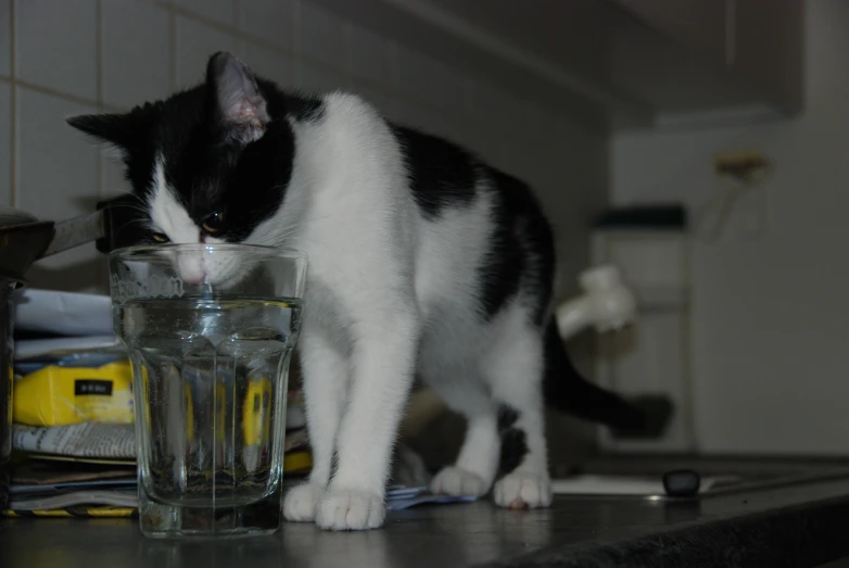 a cat that is standing by a glass