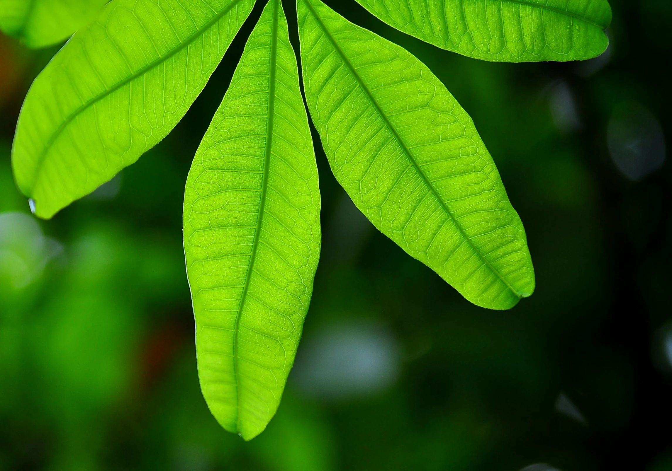 closeup of the top of a leaf with green background