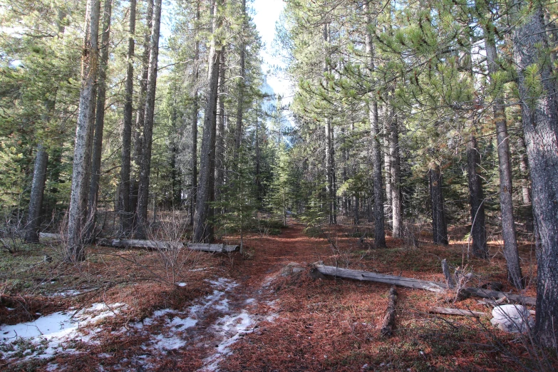 the path through the forest is covered in snow