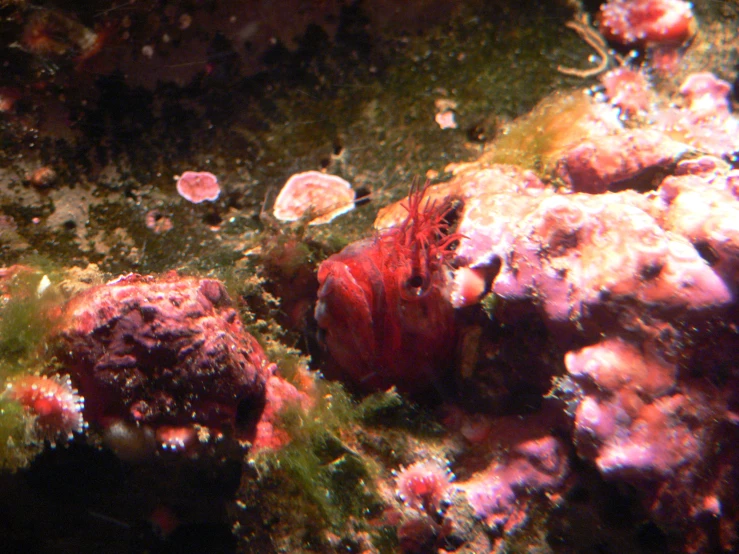 close up po of small fish on sea weed