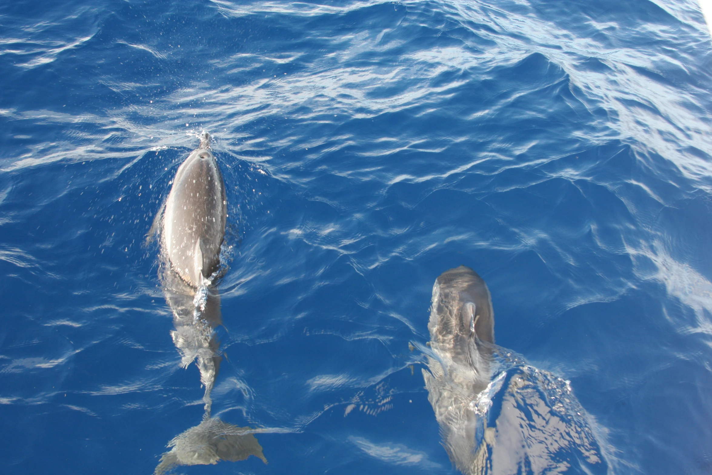 a couple of dolphins swimming near each other