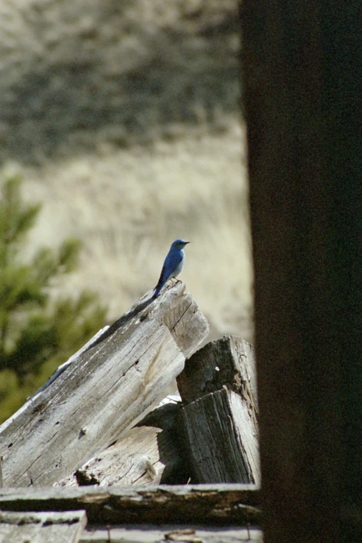 a bird sitting on top of a tree trunk