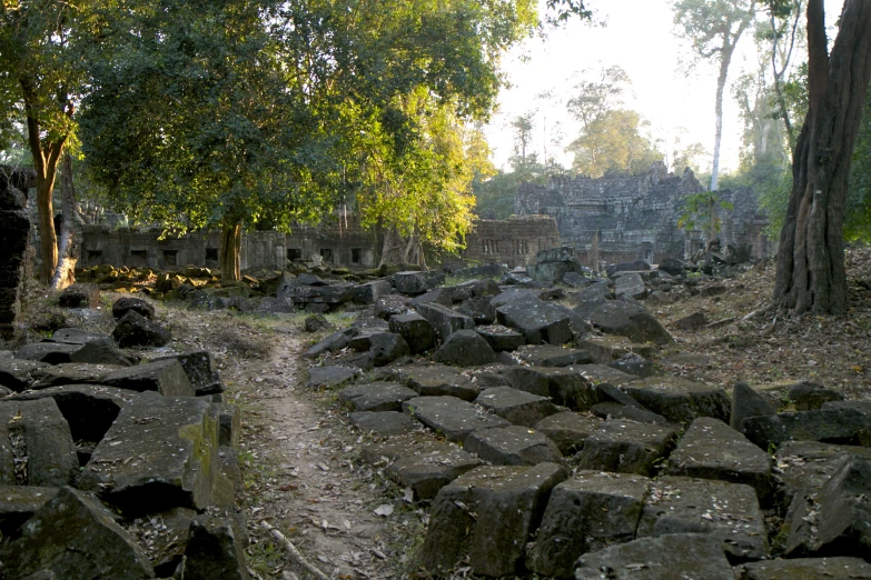 a pathway through a group of trees that is made of rocks