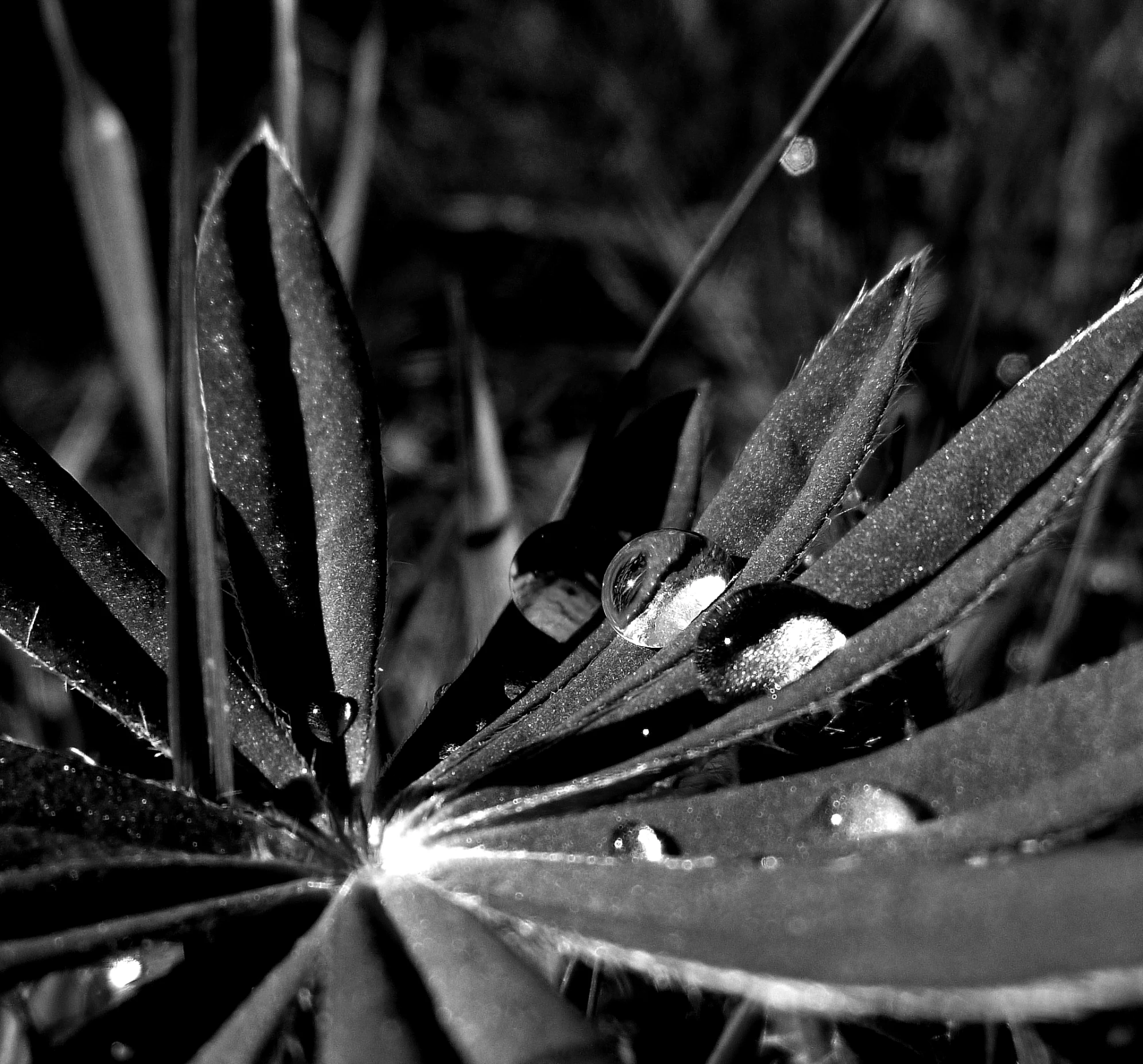 a plant with water drops on the petals