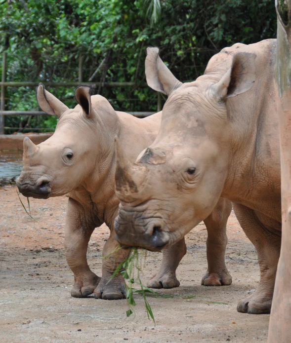 the rhinos are looking at the pographer with their ears folded