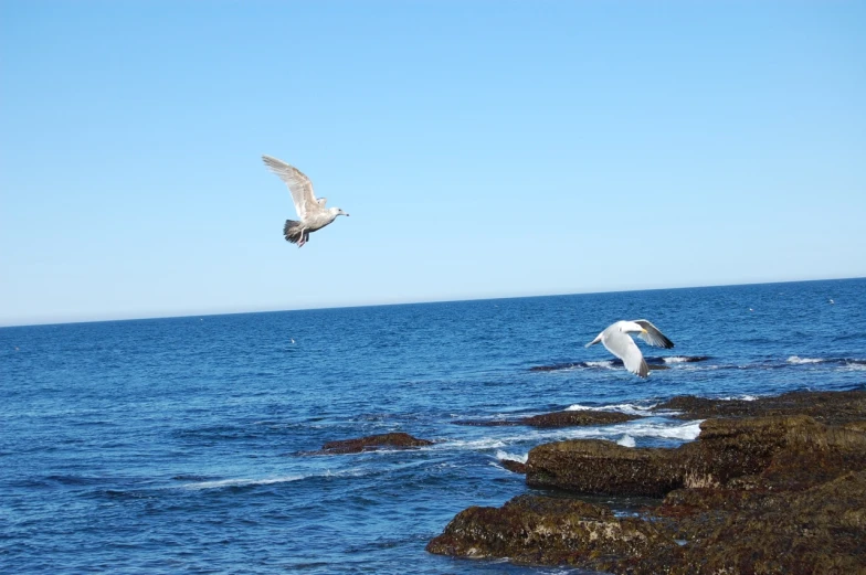 two seagulls flying over a rocky coastline on a clear day