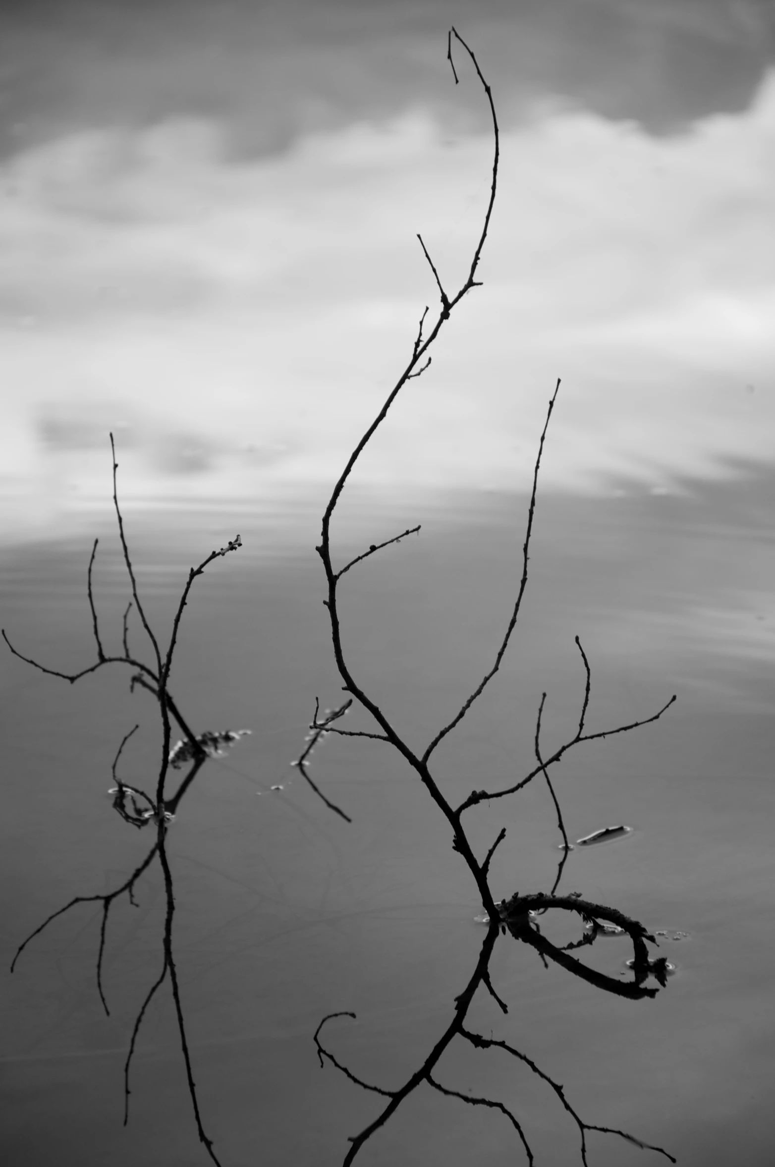 bare tree nches against a cloudy sky in the ocean