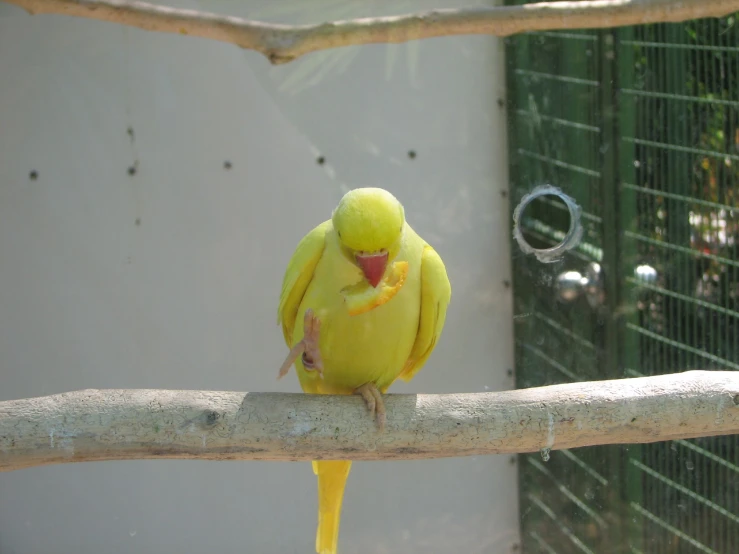 a yellow bird with its beak open standing on a perch