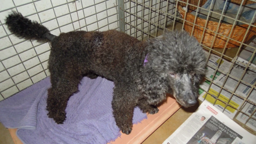 a black dog in a cage standing on top of towels