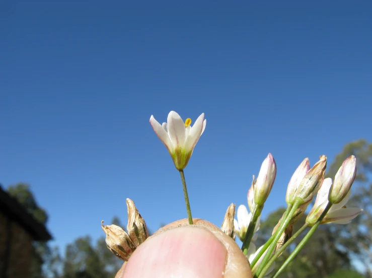 an open hand holding some flowers on a sunny day