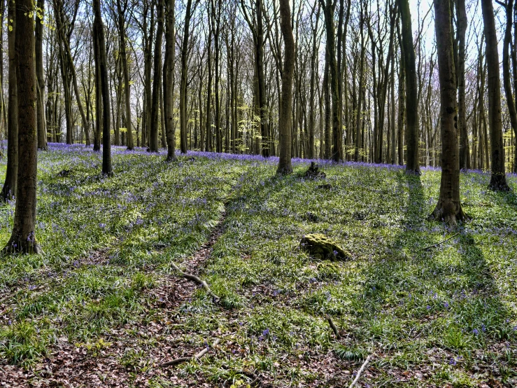 green field with trees with purple flowers and green grass