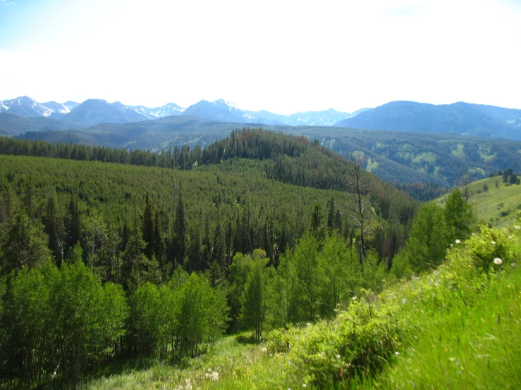 mountain range with trees and mountains in the distance