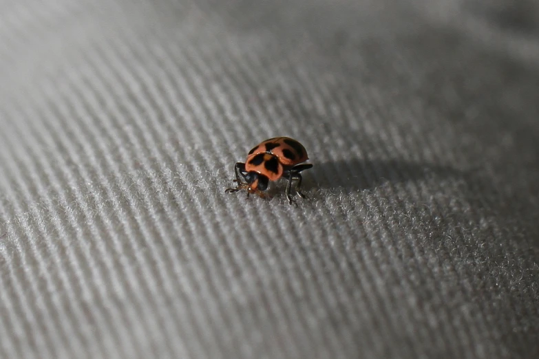 ladybug crawling along the fabric covering table