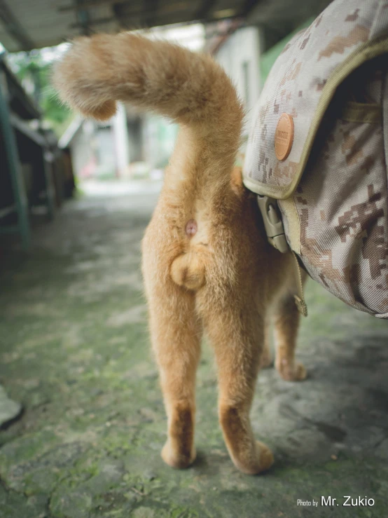 a small brown dog carrying a large stuffed animal