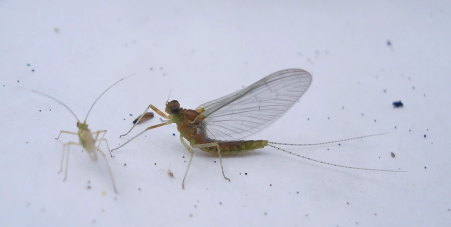 a grasshopper mosquito and a praying insect in snow