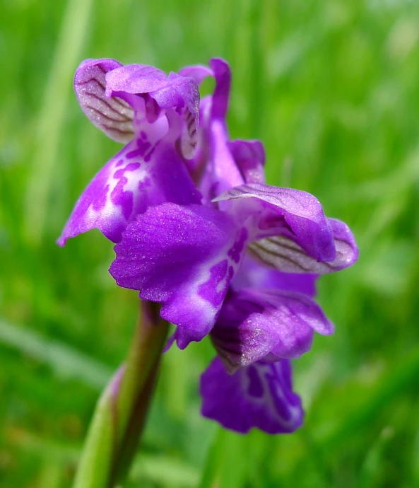 purple flowers that are growing in the grass