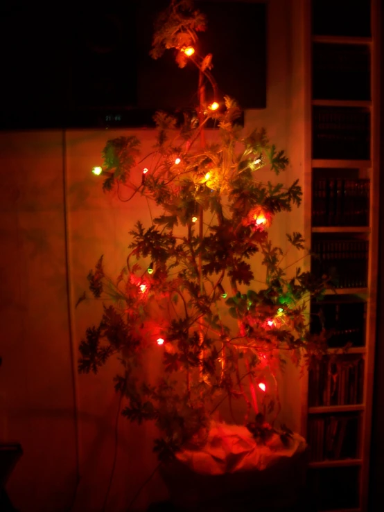 this is an image of christmas lights growing on tree nches