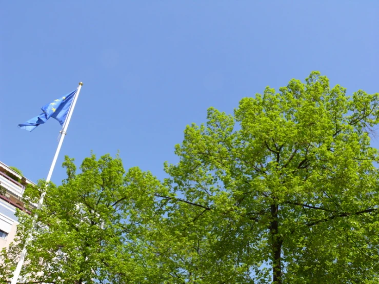 the flag flies high above the trees on the sunny day