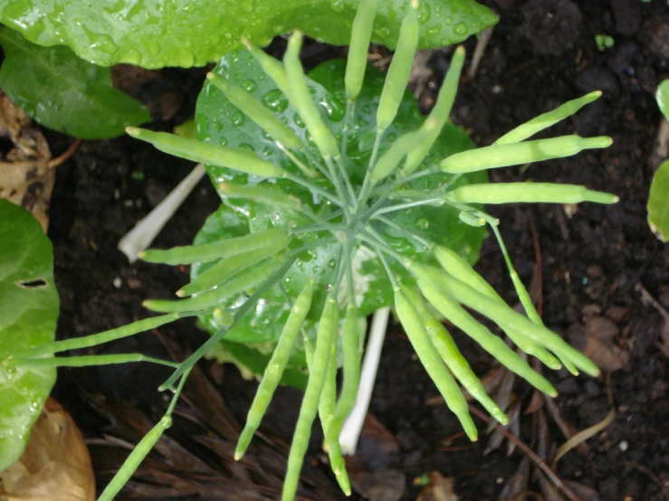 green leaves with drops of water in the middle
