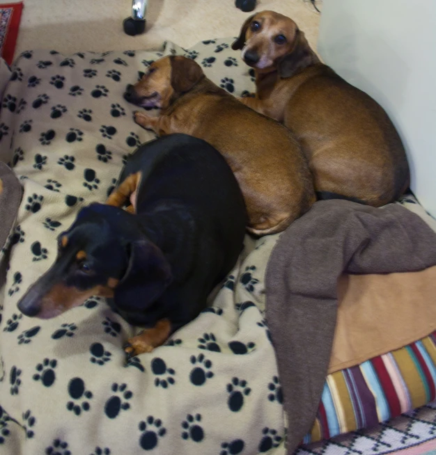 three dogs are laying on the covers in bed