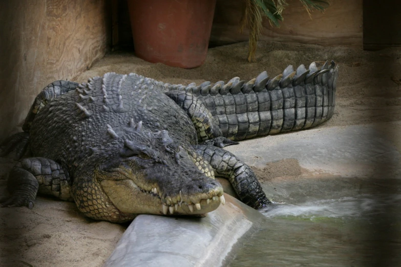 the large crocodile is resting on the ledge of the water