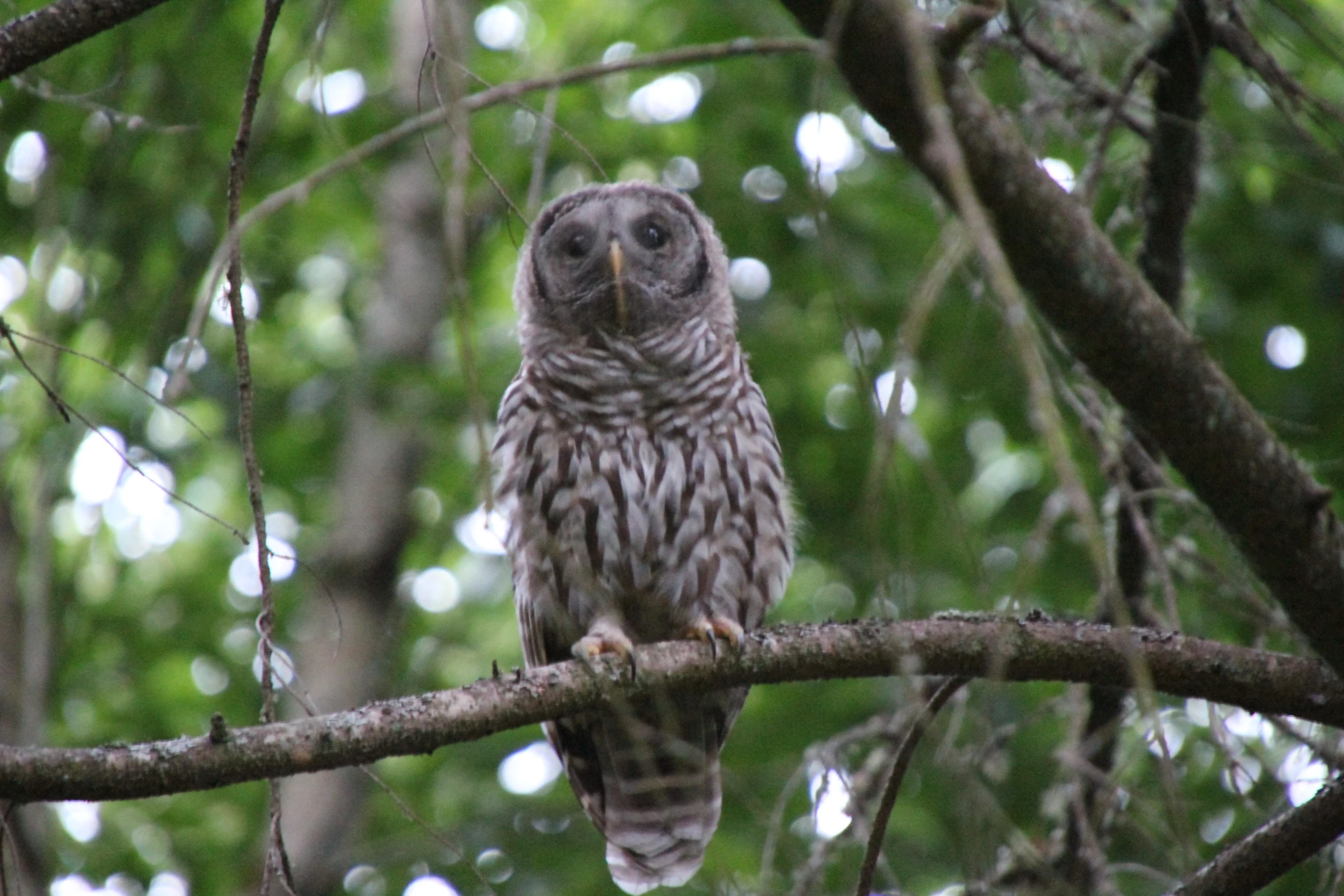 an owl sits on top of a nch in the woods