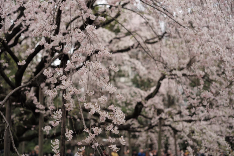 many people walking down a trail lined with cherry blossom trees