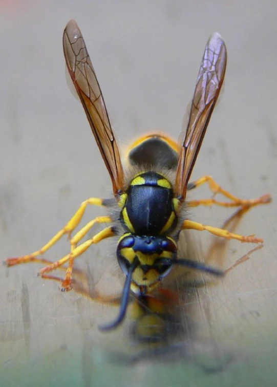 the insect is perched on the glass with orange feet