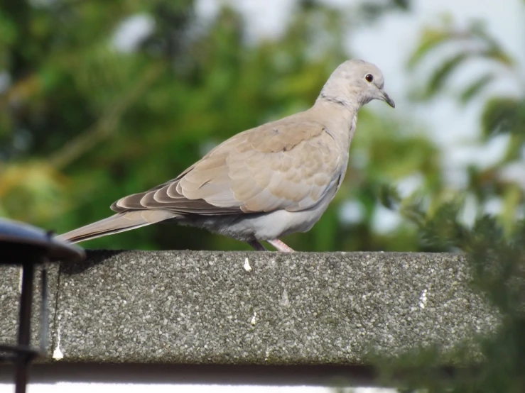 a bird is sitting on a roof ledge