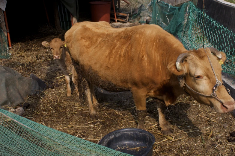 a brown cow is walking around in a hay corral