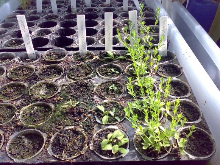 several plant varieties growing in pots lined up