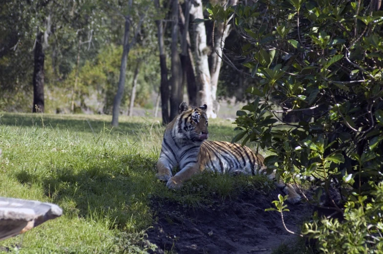 a tiger that is sitting in the grass