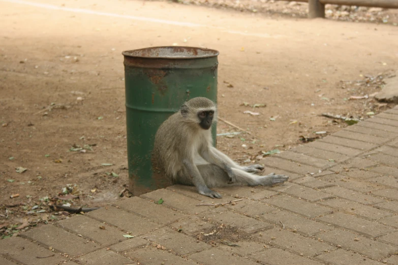 a monkey sits on the ground by a green pole