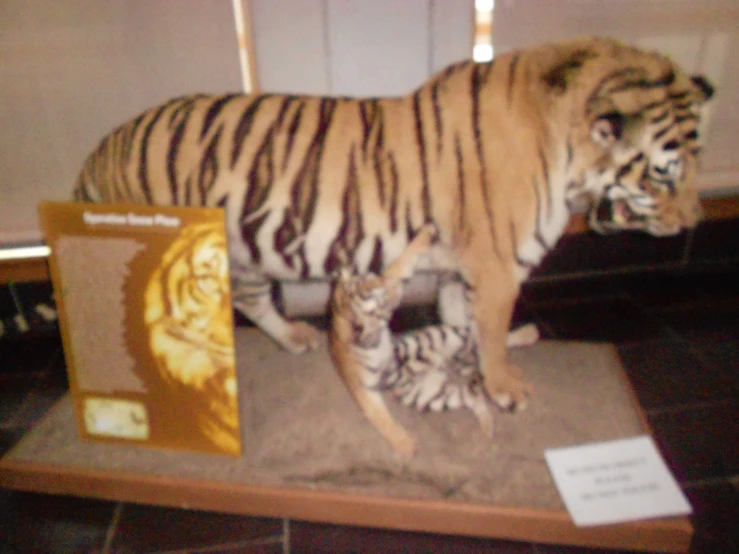 a couple of tigers standing on top of a display