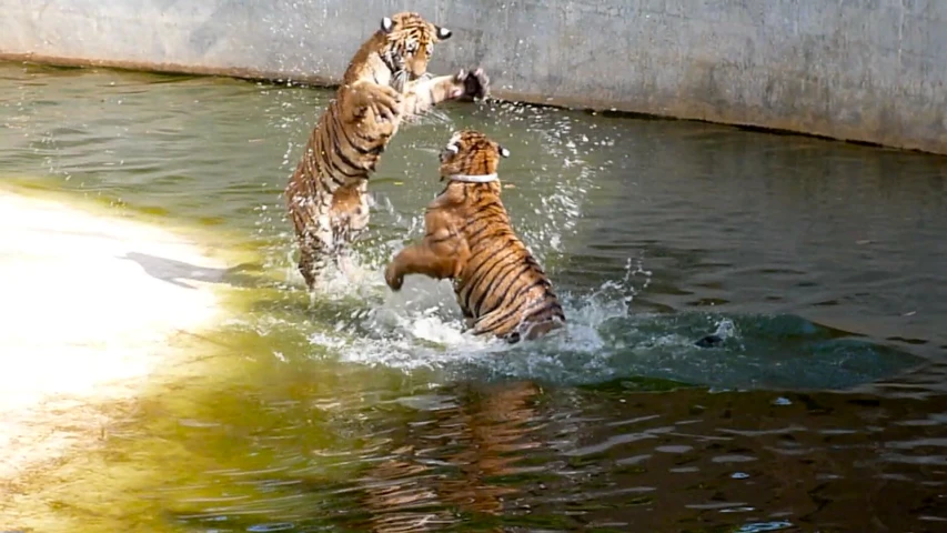 two tiger cubs playing in the water at a zoo