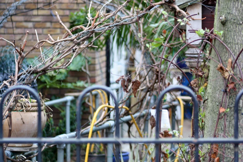 the tree is next to the metal fence