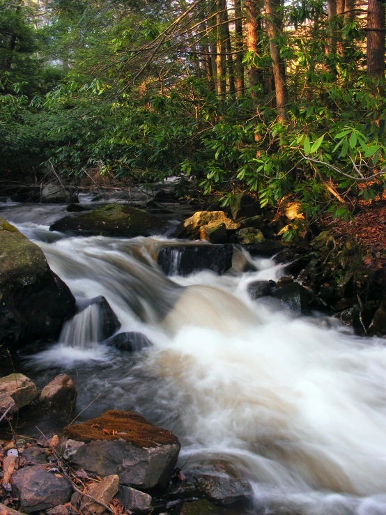 the rushing water in the forest is flowing